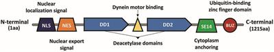 Histone Deacetylase 6 and the Disease Mechanisms of α-Synucleinopathies